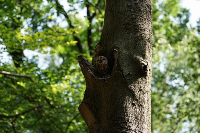 bdFoto 1.JPG - Gemeentehuizen in het bos